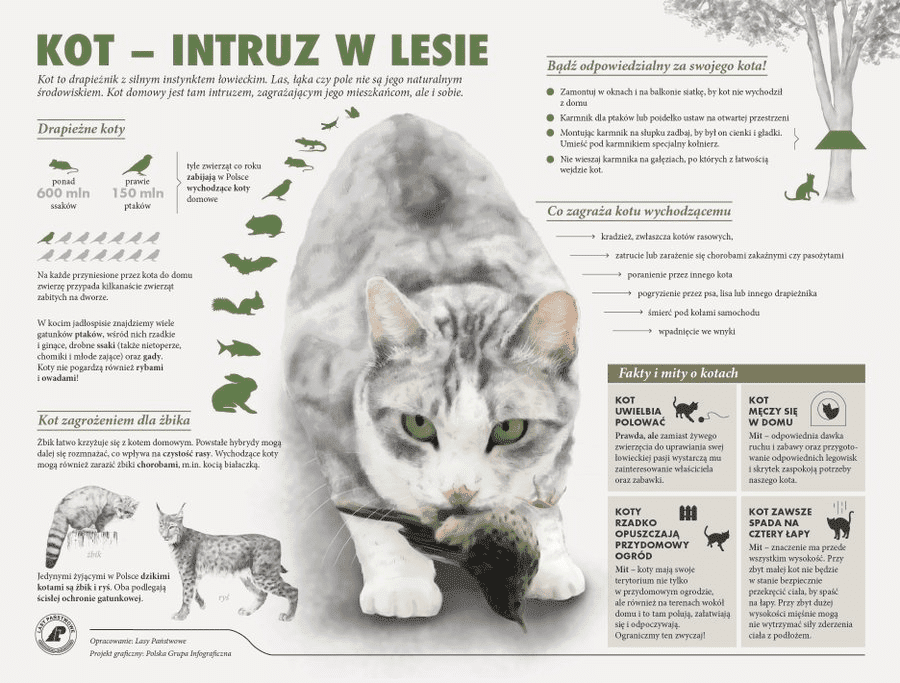 Wypuszczane koty a liczba zabitych zwierząt. Kot intruzem w lesie.