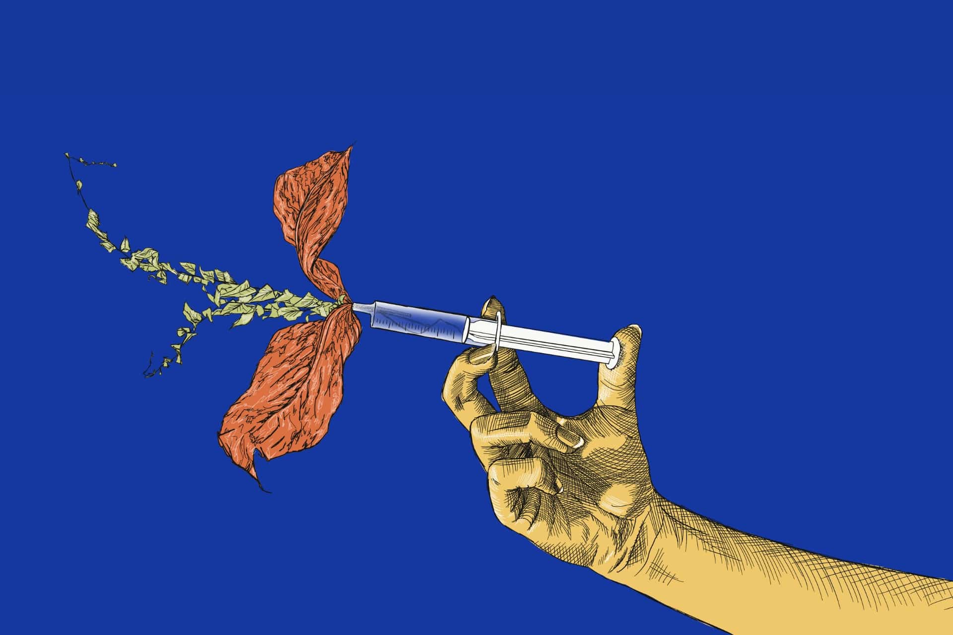 Zioła zamiast igieł. Dezinformacja w Nigerii promuje naturalne metody leczenia zamiast szczepień