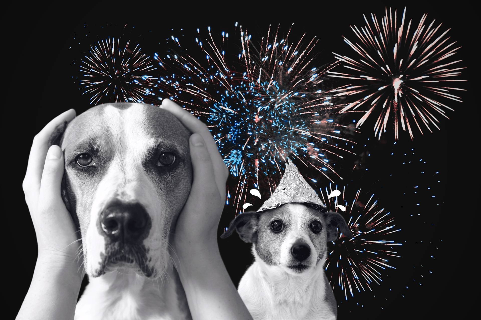 „Nie straszcie zwierząt w Sylwestra” – co o szkodliwości fajerwerków mówi nauka?