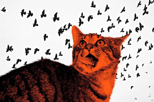 Kocia masakra. Wypuszczane koty zagrożeniem dla dzikich zwierząt?