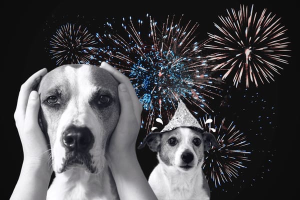 „Nie straszcie zwierząt w Sylwestra” – co o szkodliwości fajerwerków mówi nauka?